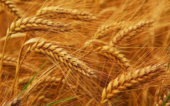 توقع باستقرار في محصول القمح هذا العام برومانيا