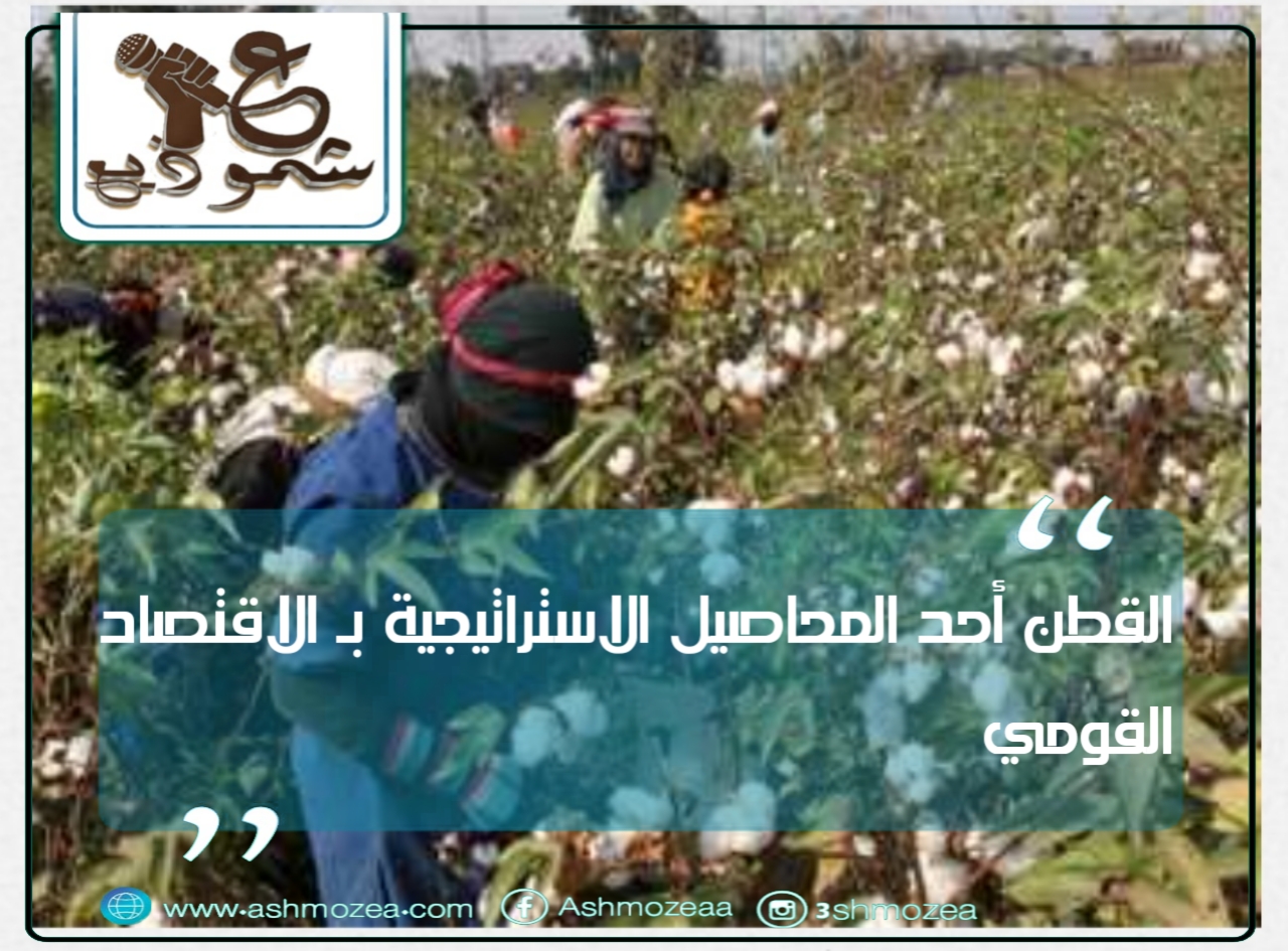 القطن أحد المحاصيل الاستراتيجية بالاقتصاد المصري.