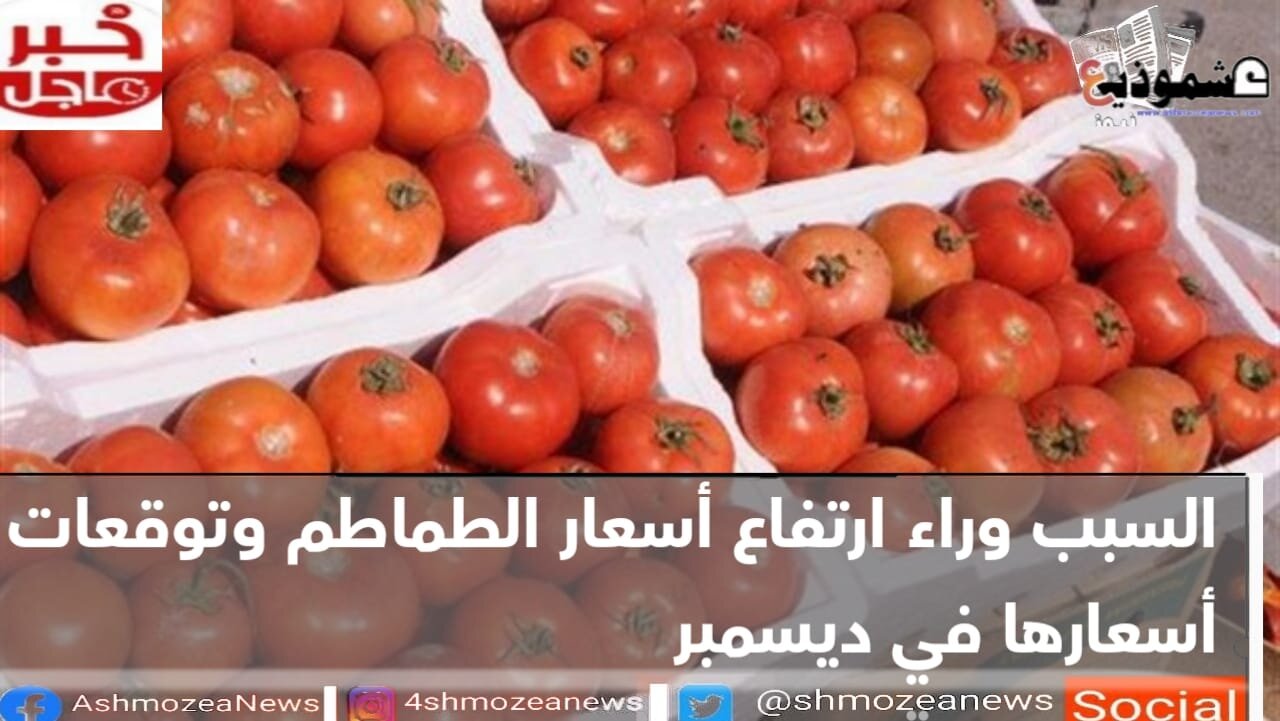 السبب وراء ارتفاع أسعار الطماطم وتوقعات بتراجع أسعارها في ديسمبر 