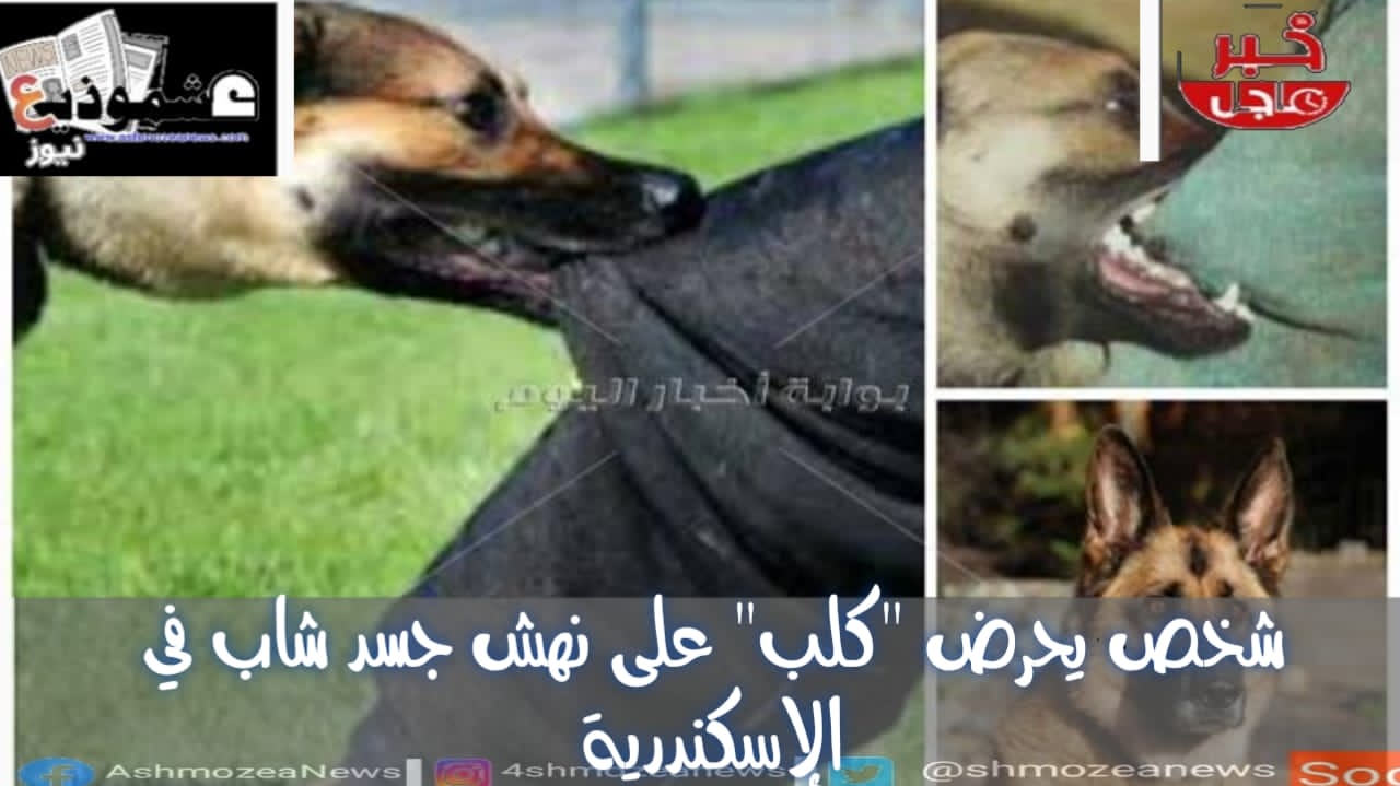شخص يحرض "كلب" على نهش جسد شاب في الإسكندرية