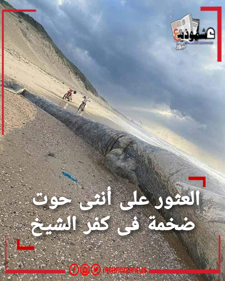 العثور على أنثى حوت ضخمة فى كفر الشيخ
