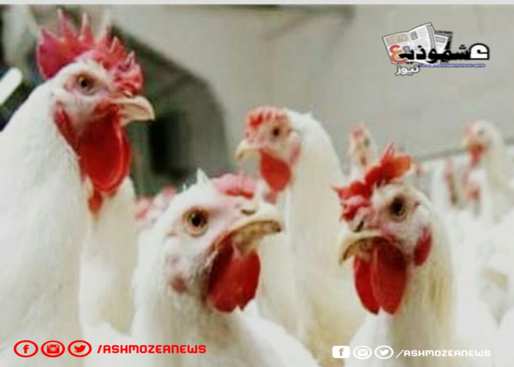 عاجل.. إيران تعدم 1.4 مليون دجاجة لمنع انتشار إنفلونزا الطيور