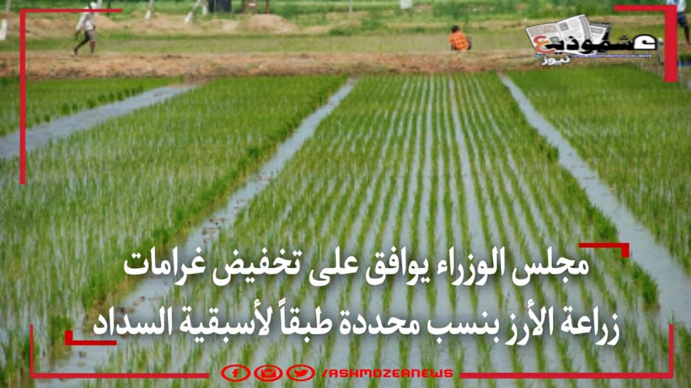 مجلس الوزراء يوافق على تخفيض غرامات زراعة الأرز بنسب محددة طبقاً لأسبقية السداد