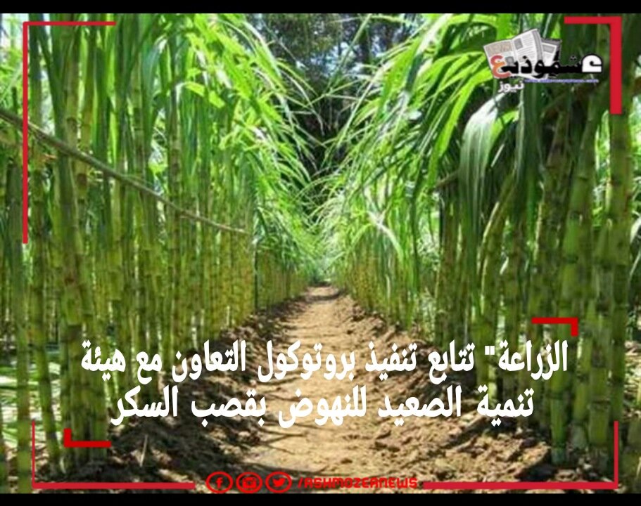 "الزراعة" تتابع تنفيذ بروتوكول التعاون مع هيئة تنمية الصعيد للنهوض بقصب السكر