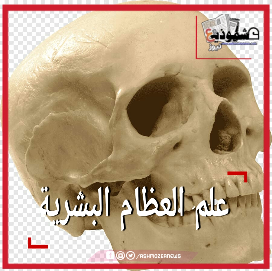علم العظام البشرية