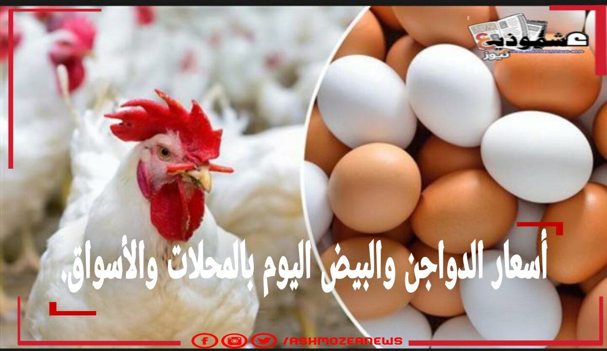 أسعار الدواجن والبيض اليوم الخميس بالأسواق المصرية.