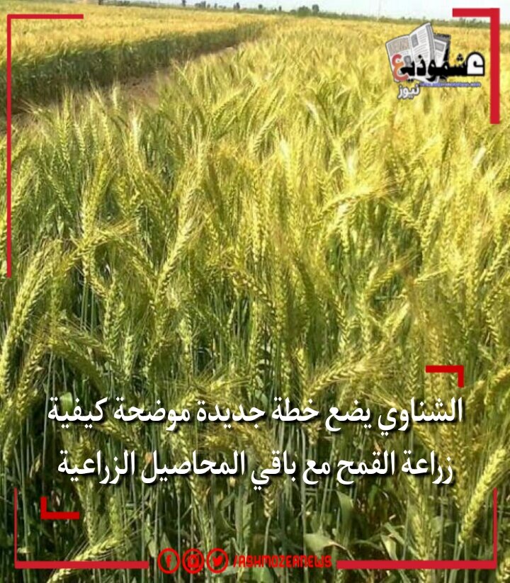 الشناوي يضع خطة جديدة موضحة كيفية زراعة القمح مع باقي المحاصيل الزراعية