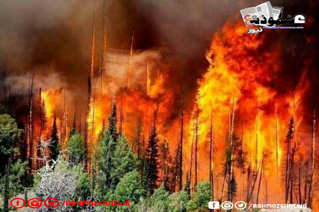 مسؤول جزائري: حرائق الغابات مدبرة وليست نتيجة عامل الطبيعة