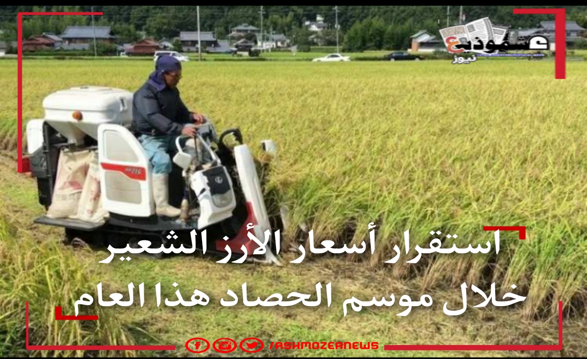 استقرار أسعار الأرز الشعير خلال موسم الحصاد هذا العام 