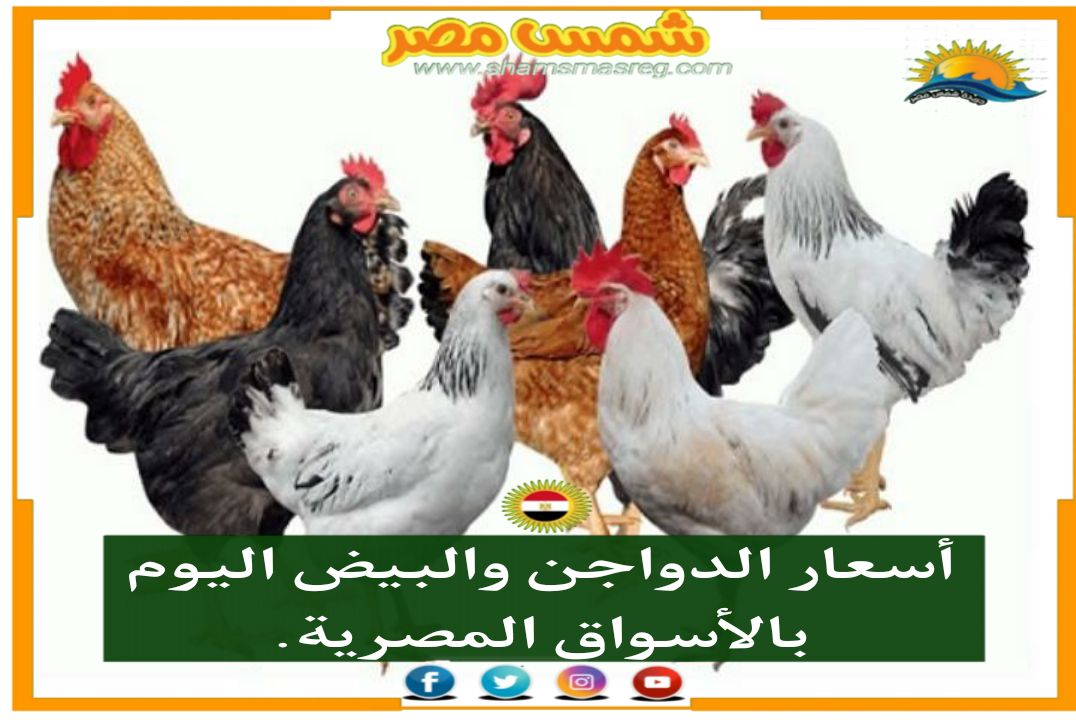 |شمس مصر|...  أسعار اللحوم البيضاء اليوم الإثنين 25 أكتوبر 2021.