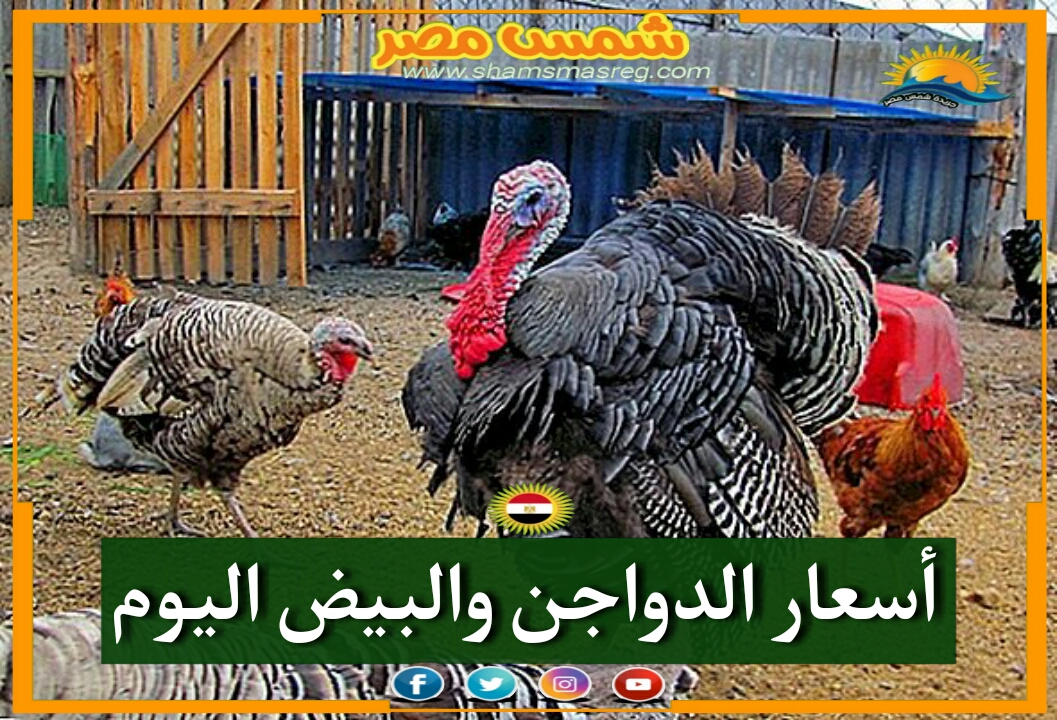 |شمس مصر|.. أسعار اللحوم البيضاء اليوم بالأسواق المصرية.