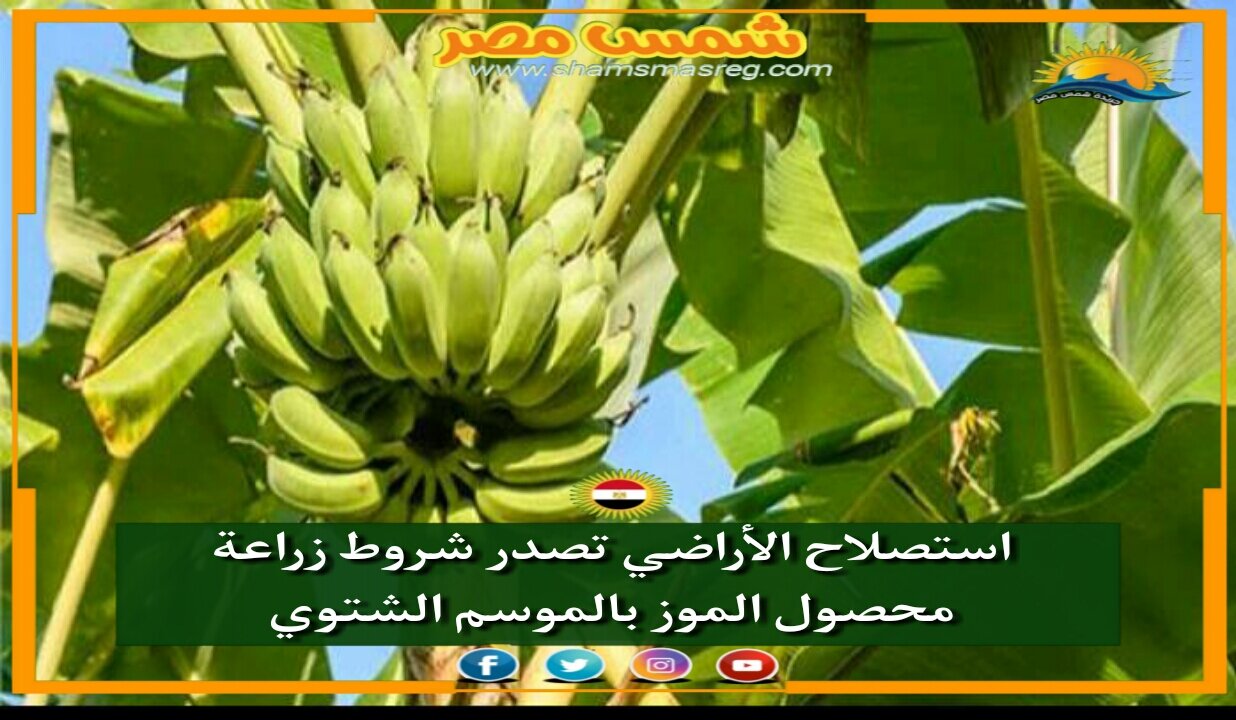 |شمس مصر|.. استصلاح الأراضي تصدر شروط زراعة محصول الموز بالموسم الشتوي
