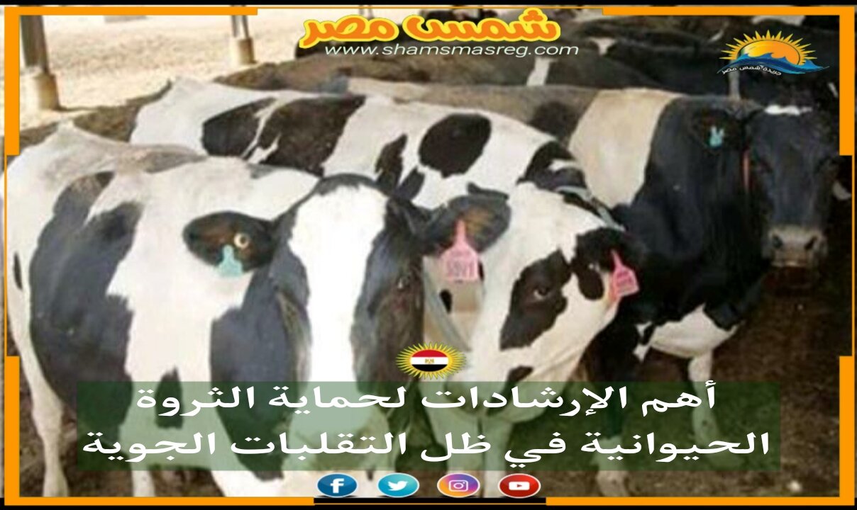 |شمس مصر|.. أهم الإرشادات لحماية الثروة الحيوانية في ظل التقلبات الجوية