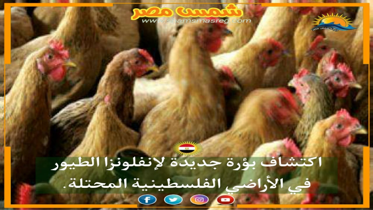 |شمس مصر|.. اكتشاف بؤرة جديدة لإنفلونزا الطيور في الأراضي الفلسطينية المحتلة.