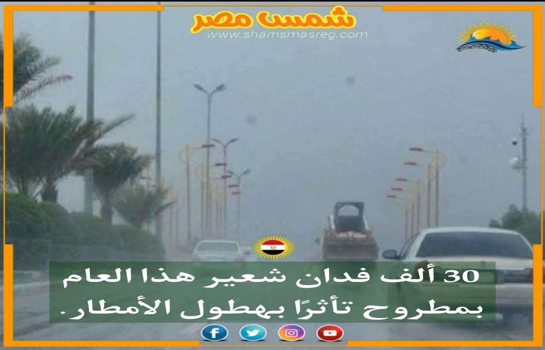 |شمس مصر|.. 30 ألف فدان شعير هذا العام بمطروح تأثرًا بهطول الأمطار.
