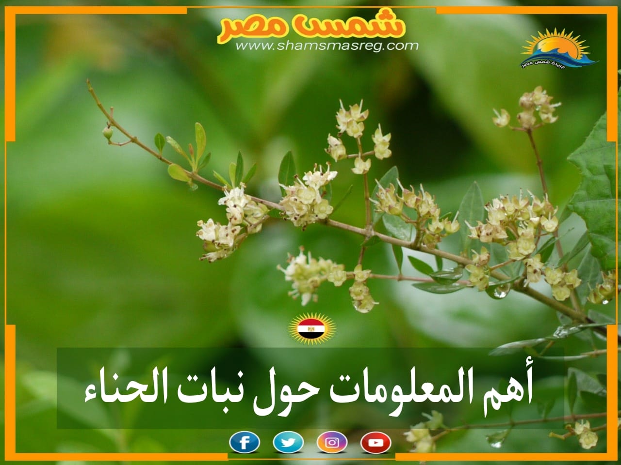 |شمس مصر|.. أهم المعلومات حول نبات الحناء